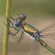 Odonates de Suisse Leste verdoyant  - Lestes virens vestalis 