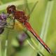 Odonates de Suisse Epithèque à deux taches  - Sympetrum  flaveolum 
