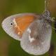 Papillons de jour de Suisse Fadet des tourbières - Coenonympha tullia
