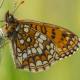 Papillons de jour de Suisse Mélitée des véroniques - Melitaea britomartis