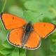 Papillons de jour de Suisse Cuivré des marais - Lycaena dispar