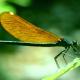 Odonates de Suisse Caloptéryx méridional - Calopteryx  virgo meridionalis 