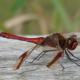 Odonates de Suisse Sympétrum du Piémont - Sympetrum  pedemontanum 