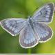 Papillons de jour de Suisse Azuré de la sanguisorbe - Phengaris teleius