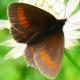 Papillons de jour de Suisse Moiré des Sudètes - Erebia sudetica