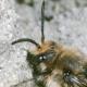 Les abeilles sauvages de Suisse Mélècte commune - Melecta albifrons