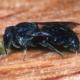 Les abeilles sauvages de Suisse  - Stelis breviuscula