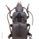 Carabes de Suisse  - Abax exaratus