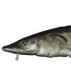 Poissons de Suisse Esturgeon européen (ou atlantique) - Acipenser sturio