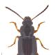 Carabes de Suisse  - Acupalpus brunnipes