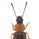 Carabes de Suisse  - Acupalpus flavicollis