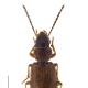 Carabes de Suisse  - Acupalpus luteatus