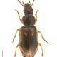 Carabes de Suisse  - Acupalpus maculatus