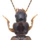 Carabes de Suisse  - Acupalpus meridianus
