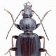 Carabes de Suisse  - Agonum antennarium