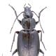 Carabes de Suisse  - Agonum carbonarium alpestre