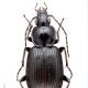 Carabes de Suisse  - Agonum emarginatum