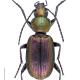 Carabes de Suisse  - Agonum ericeti