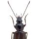 Carabes de Suisse  - Agonum fuliginosum