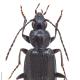 Carabes de Suisse  - Agonum gracile