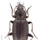 Carabes de Suisse  - Agonum gracilipes