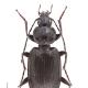 Carabes de Suisse  - Agonum hypocrita