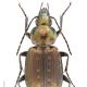 Carabes de Suisse  - Agonum impressum