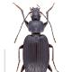 Carabes de Suisse  - Agonum lugens