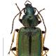 Carabes de Suisse  - Agonum marginatum