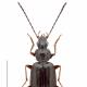 Carabes de Suisse  - Agonum micans