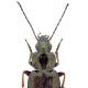 Carabes de Suisse  - Agonum muelleri