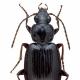 Carabes de Suisse  - Agonum nigrum