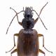 Carabes de Suisse  - Agonum piceum