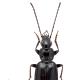 Carabes de Suisse  - Agonum scitulum