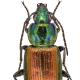 Carabes de Suisse  - Agonum sexpunctatum
