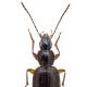 Carabes de Suisse  - Agonum thoreyi