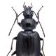Carabes de Suisse  - Agonum versutum