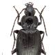 Carabes de Suisse  - Agonum viduum