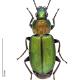 Carabes de Suisse  - Agonum viridicupreum viridicupreum