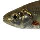 Poissons de Suisse Pirlin - Alburnoides bipunctatus