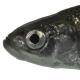 Poissons de Suisse Alborella  - Alburnus   arborella 