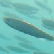 Poissons de Suisse Ablette - Alburnus alburnus