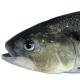 Poissons de Suisse Grande alose  - Alosa alosa 
