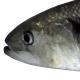 Poissons de Suisse alose feinte  - Alosa fallax 