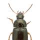 Carabes de Suisse  - Amara anthobia