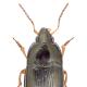 Carabes de Suisse  - Amara familiaris