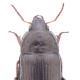 Carabes de Suisse  - Amara littorea