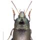 Carabes de Suisse  - Amara similata