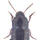 Carabes de Suisse  - Amara tibialis