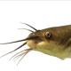 Les espèces néozones de Suisse Poisson-chat - Ameiurus melas 